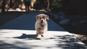 The Ultimate Guide to Successfully Potty Training Your Puppy