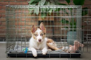 Helping Dogs Overcome Separation Anxiety: Professional Solutions and At-Home Strategies