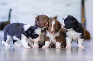 The Ultimate Guide to Successfully Potty Training Your Puppy