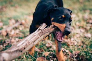 Helping Dogs Overcome Separation Anxiety: Professional Solutions and At-Home Strategies