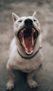The Canine Smile: Understanding the Vital Link Between Dental Health and Overall Well-being