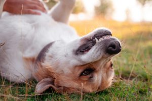 The Canine Smile: Understanding the Vital Link Between Dental Health and Overall Well-being