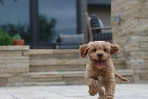 The Ultimate Guide to Successfully Potty Training Your Puppy