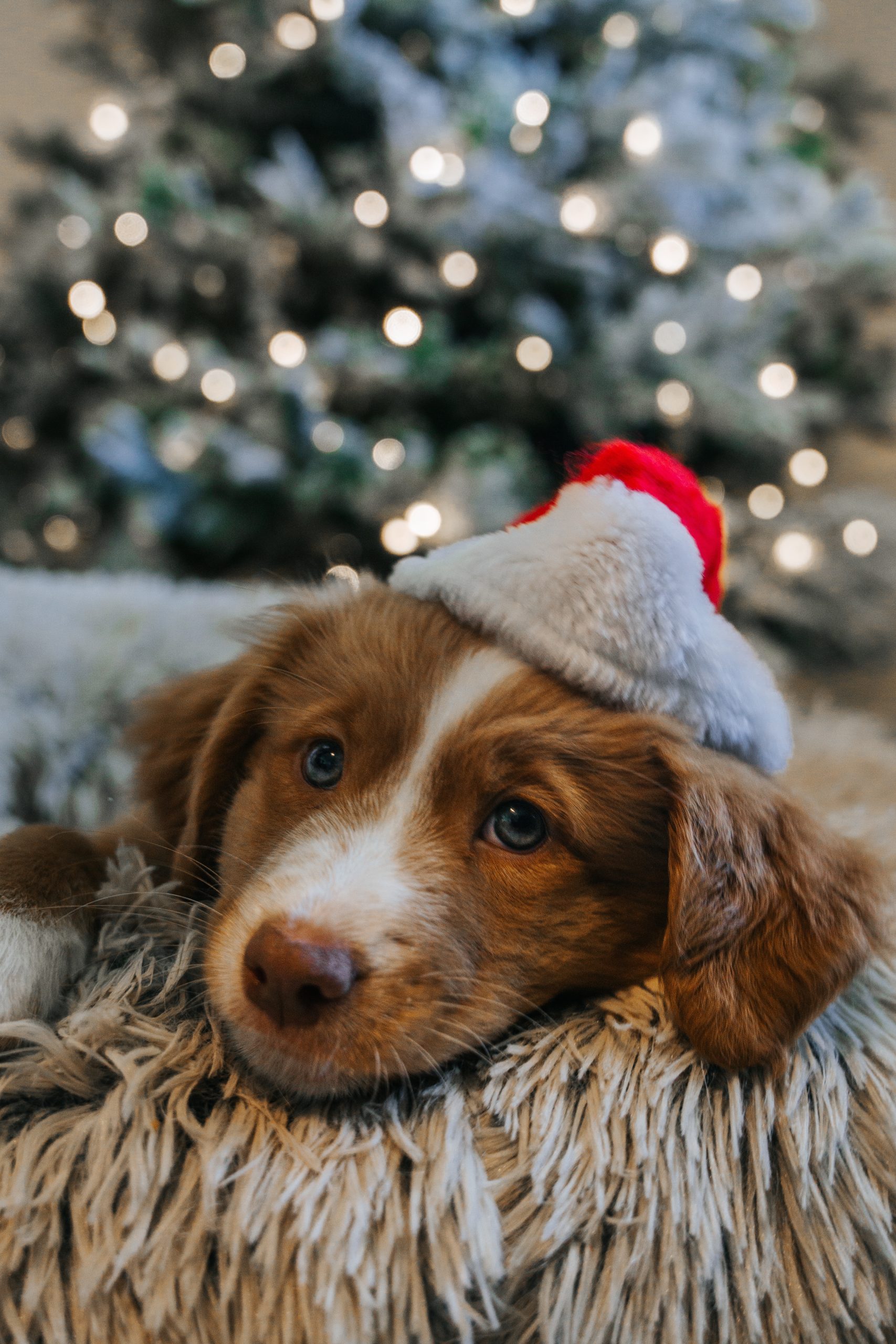 The Ultimate Guide to Christmas Gifts for Dogs