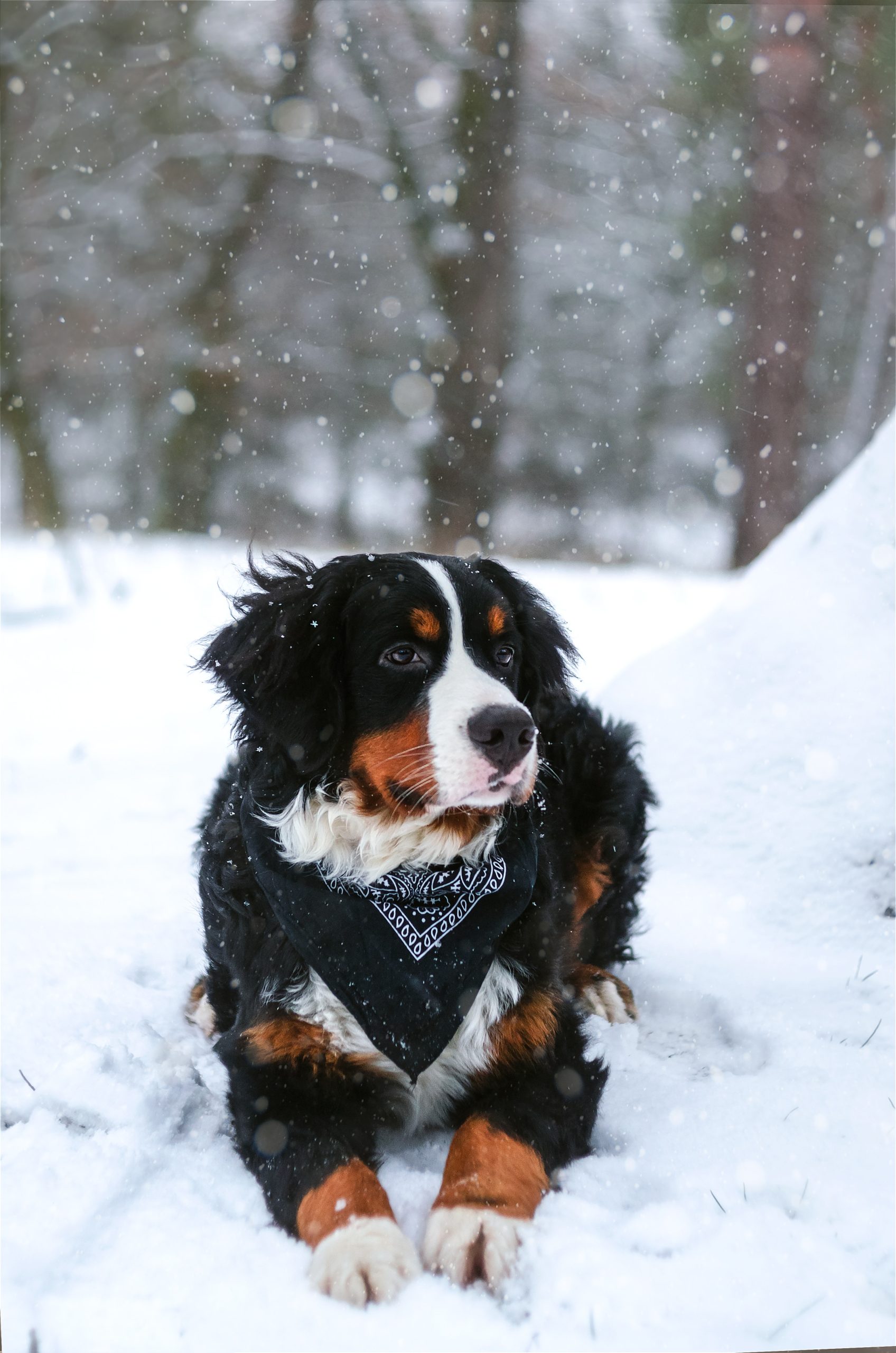 How to Keep Your Dogs Feet Happy and Healthy During Winter