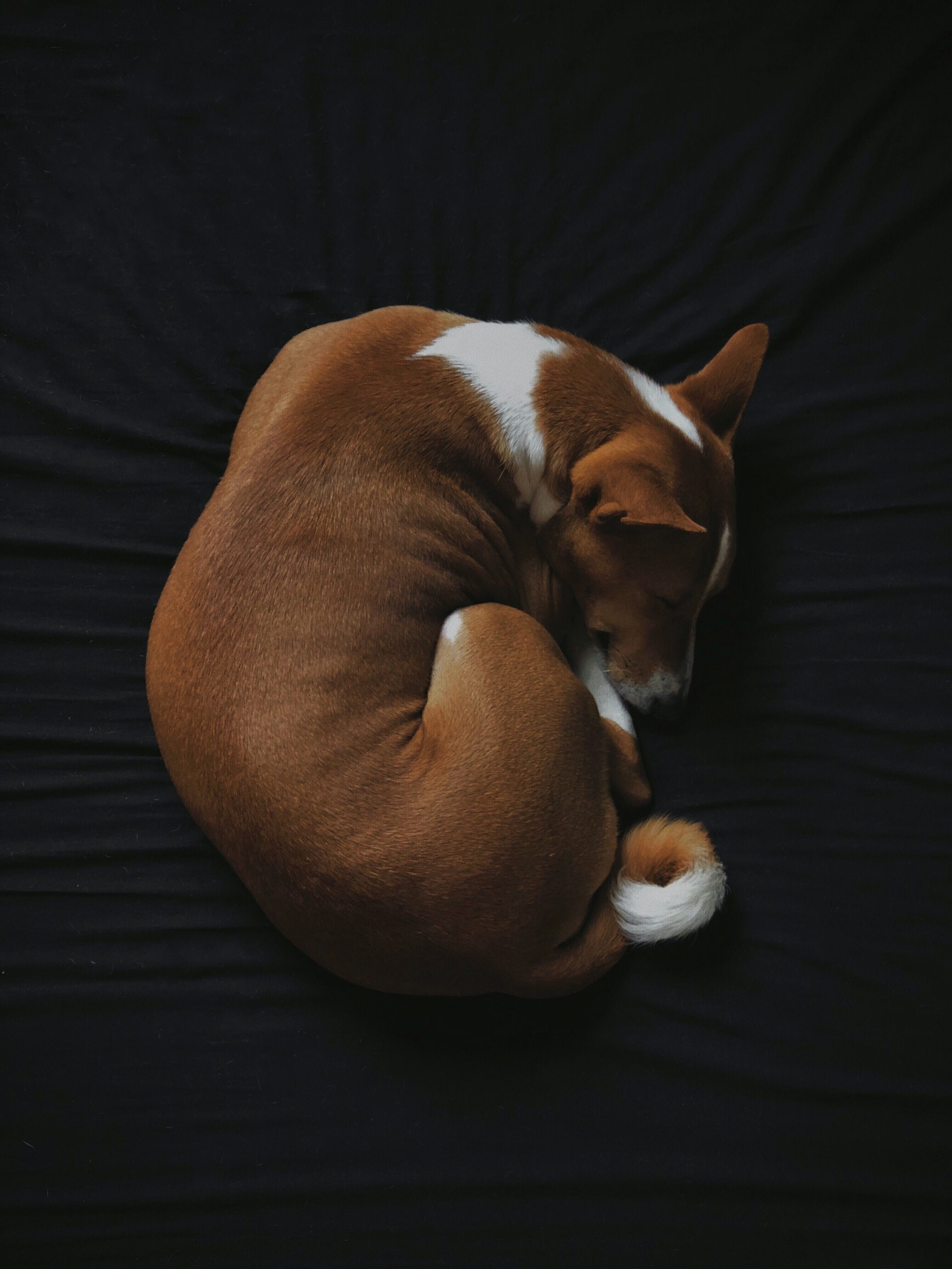 The Ultimate Guide to Creating a Bedtime Routine for Your Dog