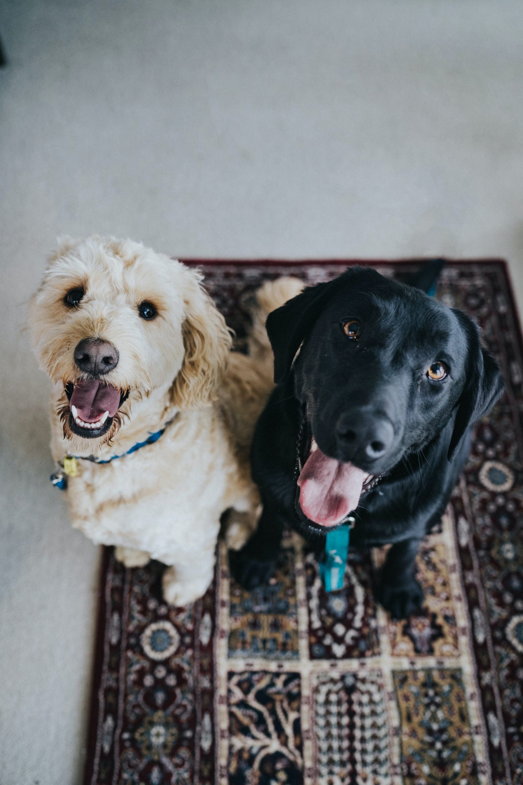 Unlock Your Dogs Potential: The Power of Socialization for a Well-Behaved Adult Dog