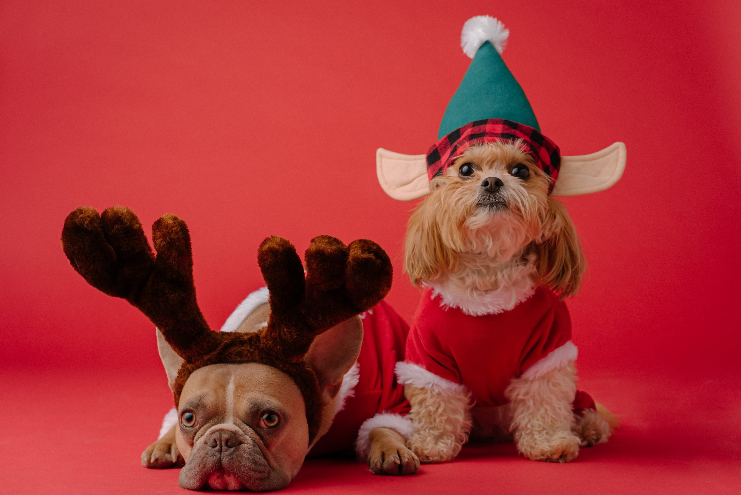 The Ultimate Guide to Christmas Gifts for Dogs