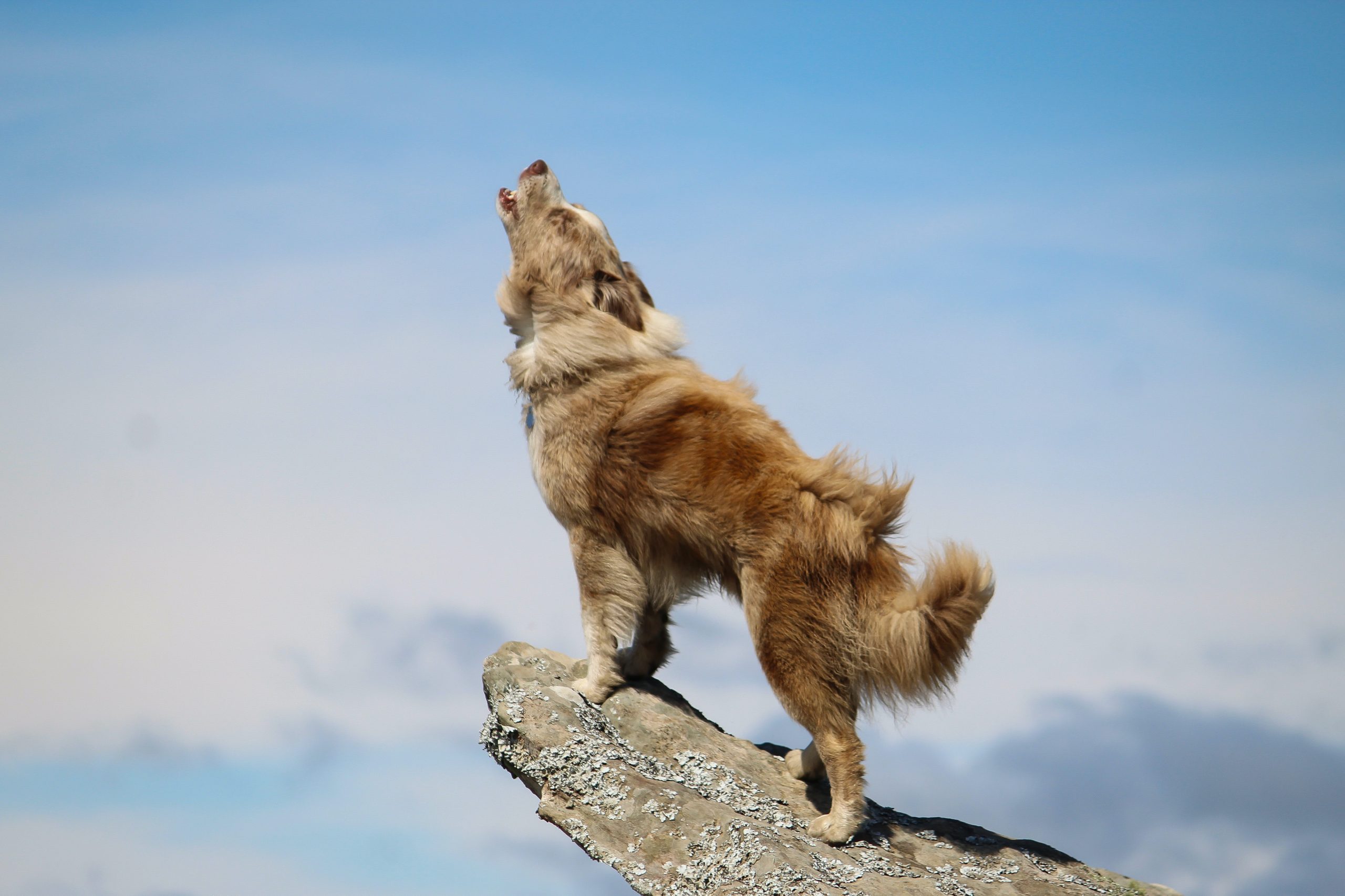 Why Do Dogs Howl? Exploring the Evolutionary Roots of Dog Howling
