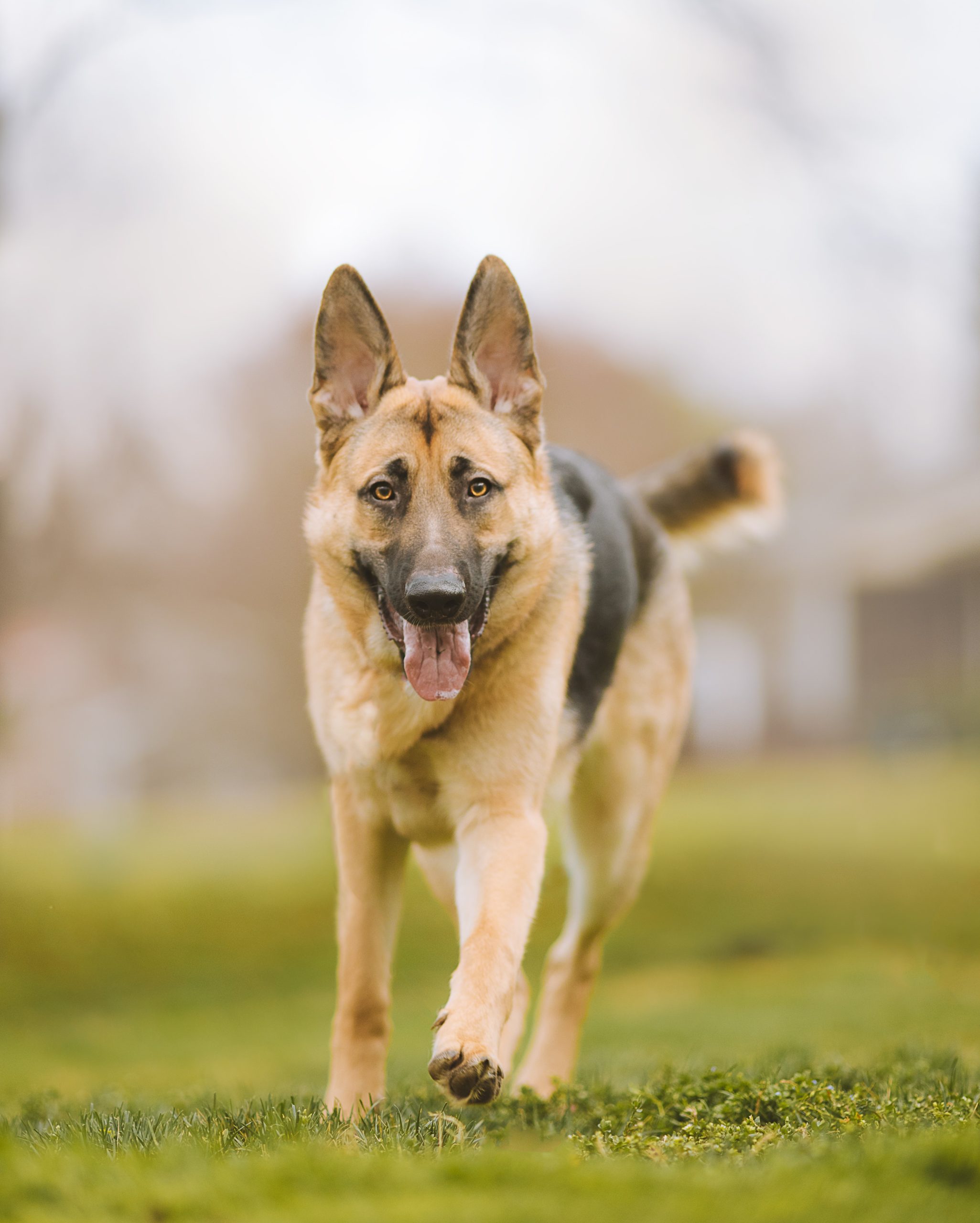 Exercise for Dogs? Improving Your Dogs Physical and Mental Well-being