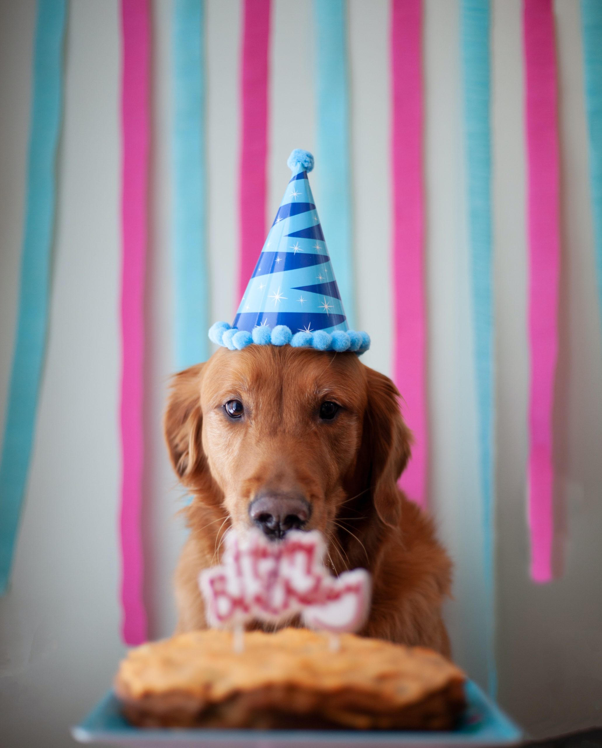 The Emotional and Social Benefits of Celebrating Your Dogs Birthday