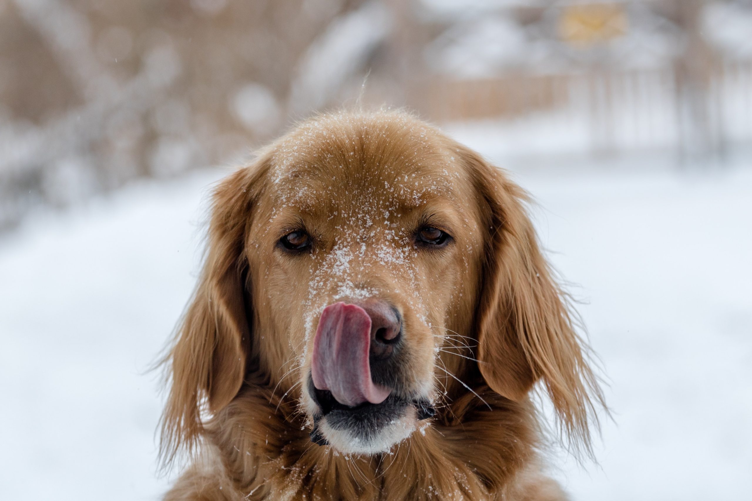 Winter Woofs: Fun and Engaging Indoor Games to Keep Your Dog Active and Happy