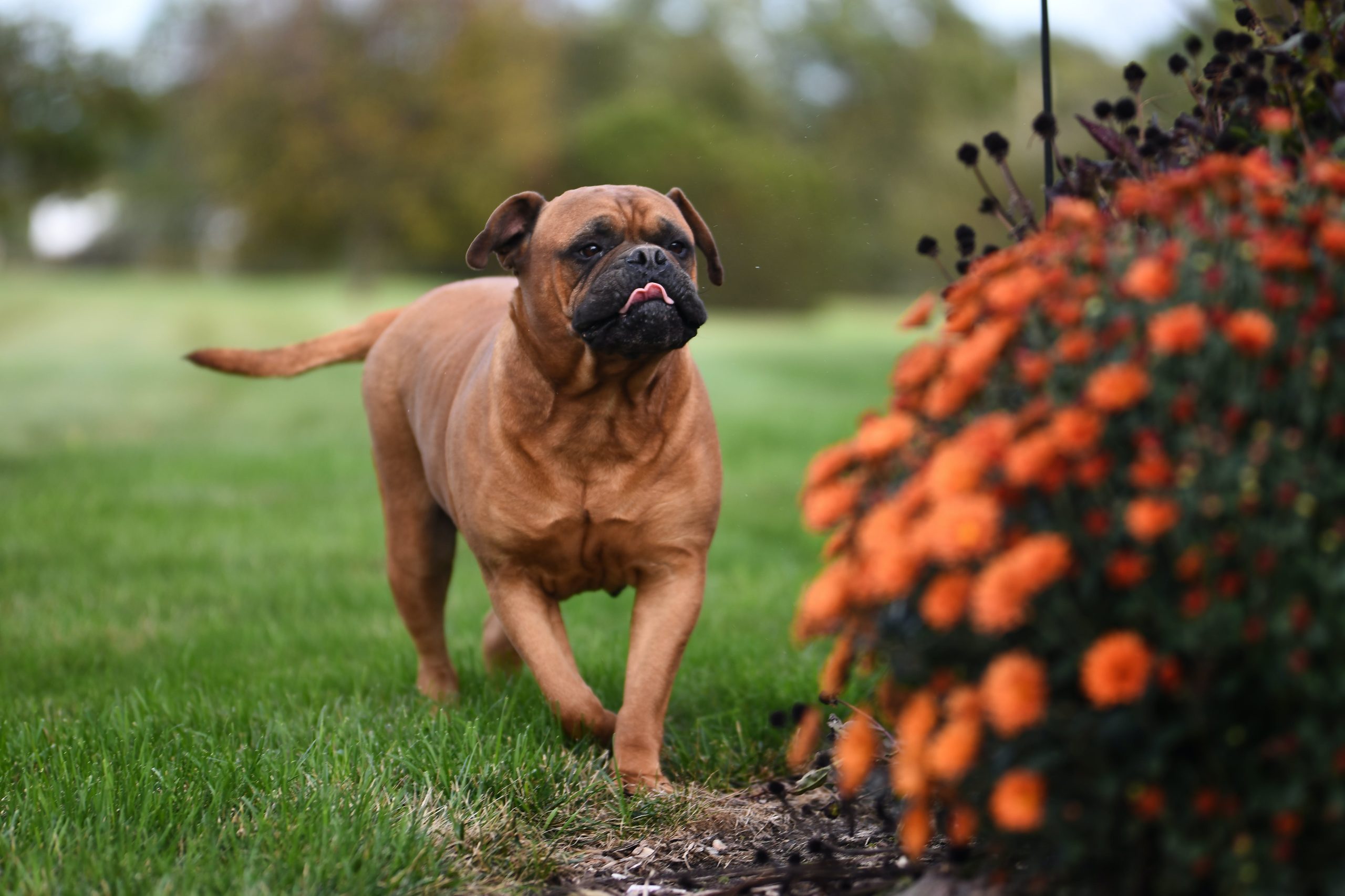 The Mighty Bull Mastiff: Unveiling the Physical Power and Guardian Traits