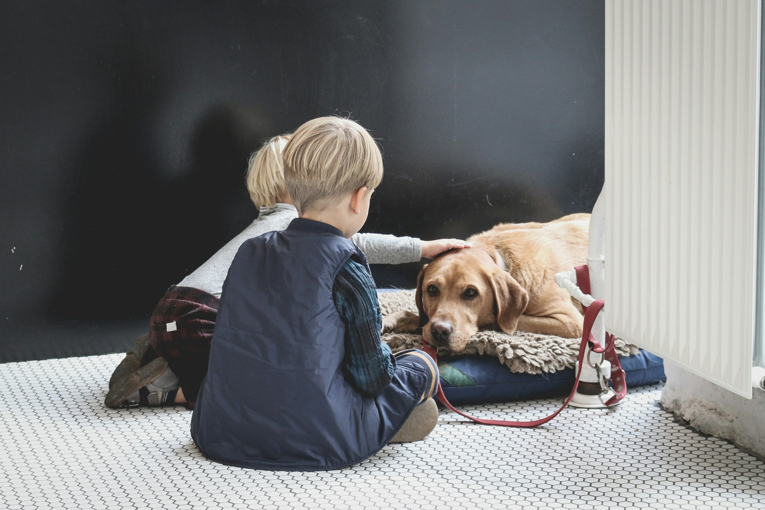 Navigating the Legal and Ethical Landscape of Using Dogs as Therapy Animals for Children