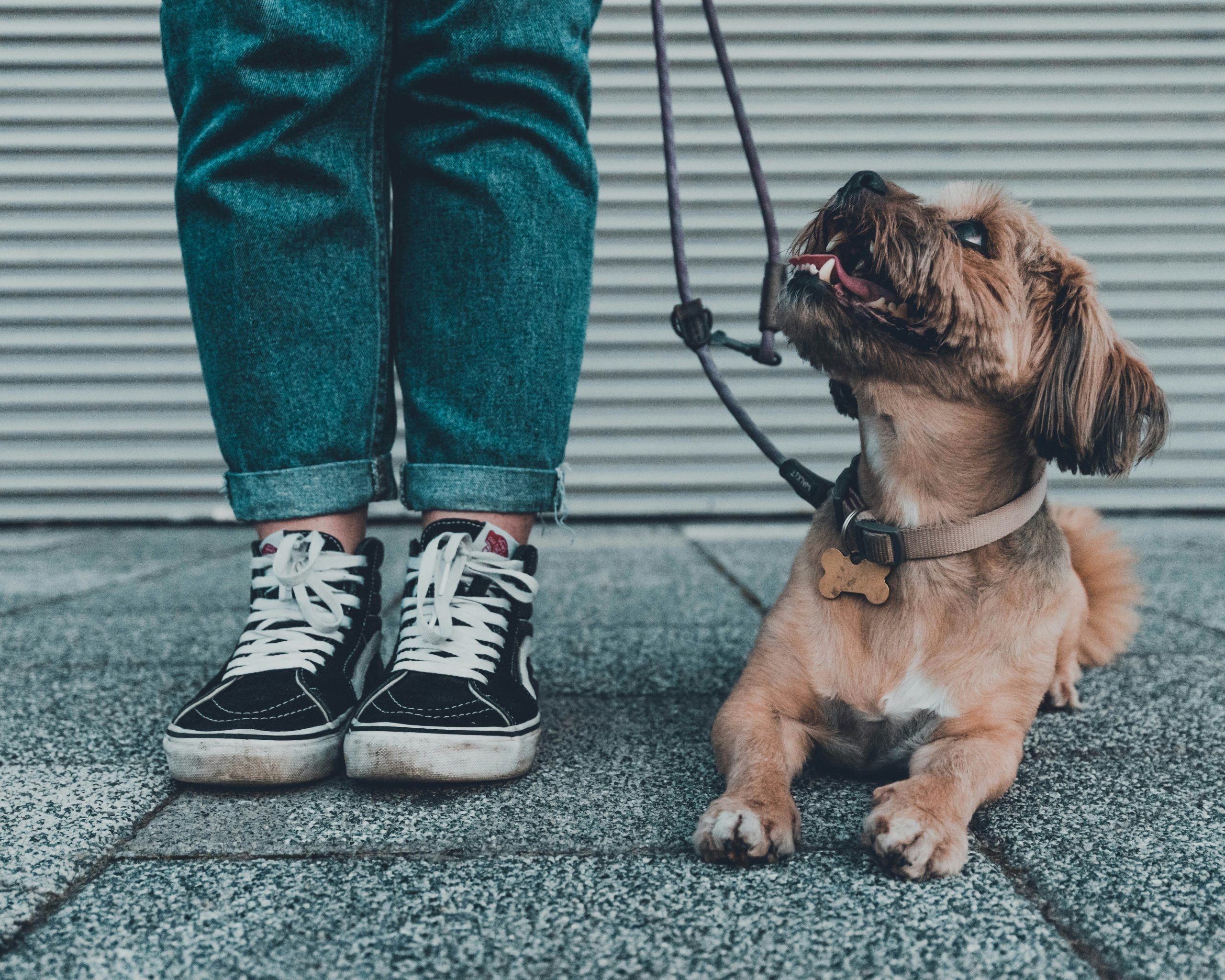 The Social Paw-sitive Impact: How Owning a Dog Strengthens Community and Connections