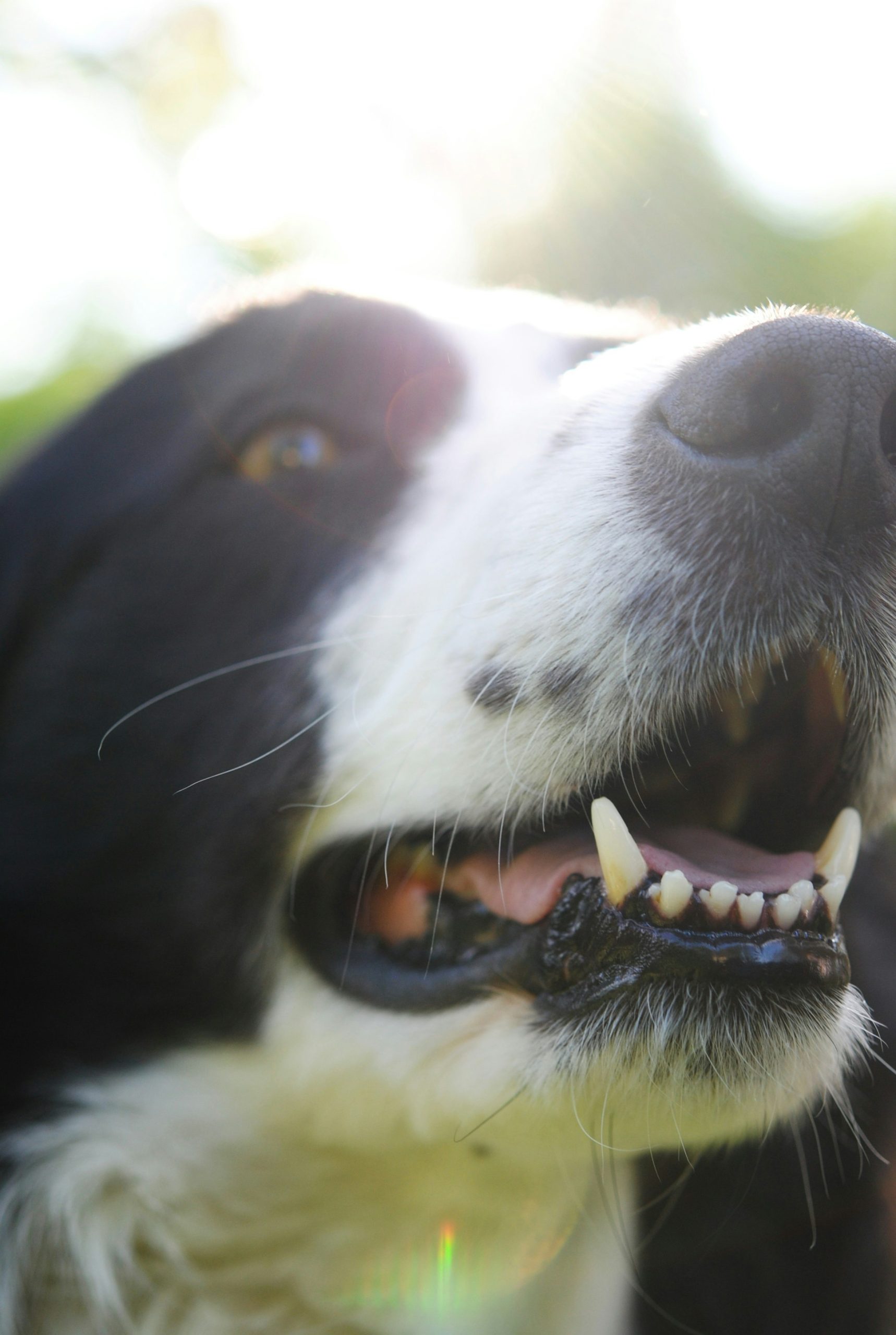 Uncovering Your Dogs Biological Age: The Science and Benefits of Genetic Testing