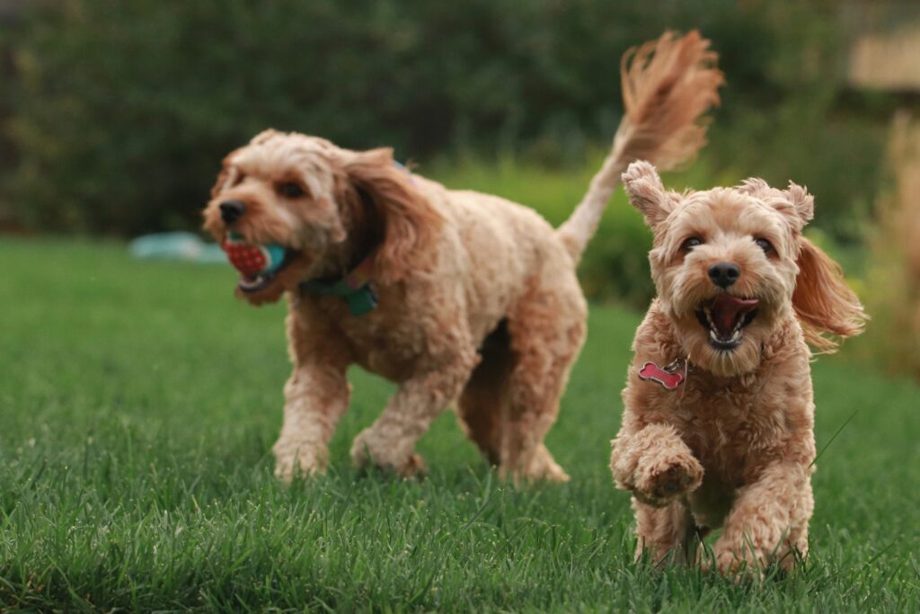 The Power of Play: Keep Your Dog Thriving