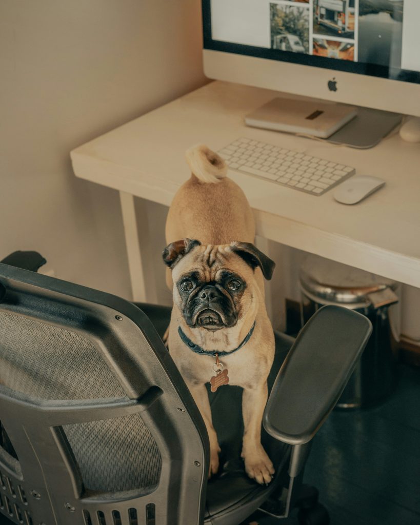 Dogs Make Offices More Welcoming