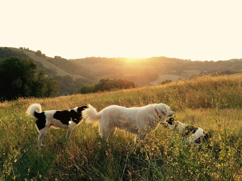 The Power of Play: Keep Your Dog Thriving