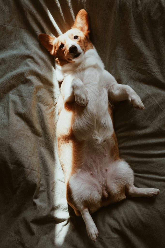 Recognizing Signs of Poor Gut Health in Dogs
