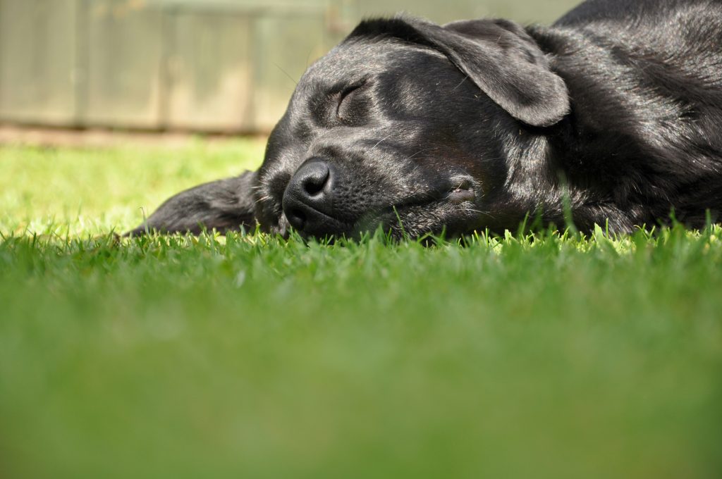 The Power of Scent: Aromatherapy for Dogs