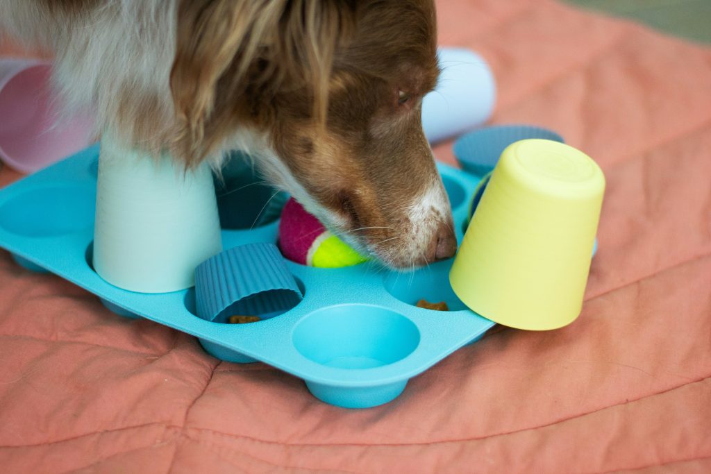 Puzzle Toys That Keep Dogs Engaged