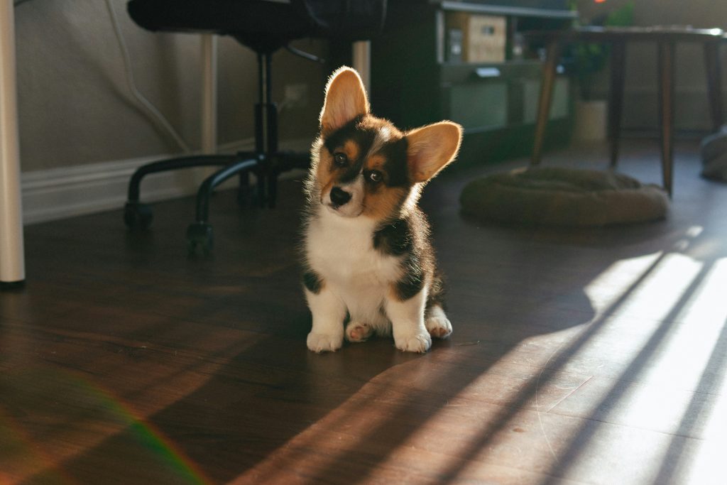 How to Support Your Dog’s Joint Health