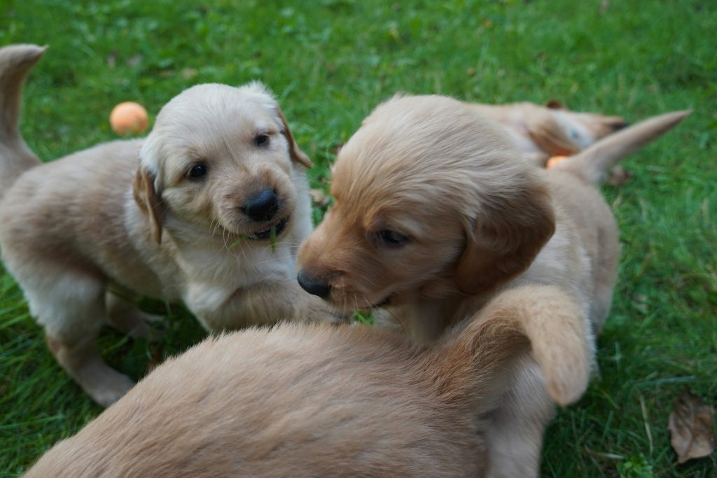 Helping Shy Puppies Gain Confidence