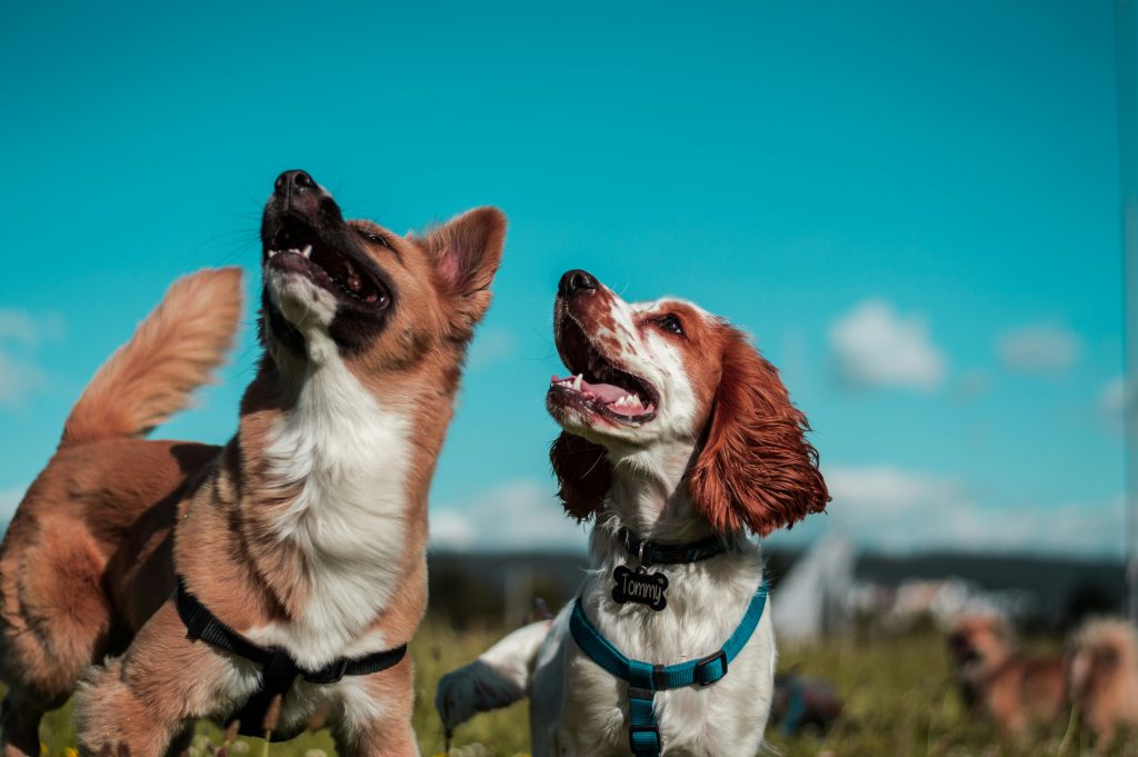 The Power of Play: Keep Your Dog Thriving
