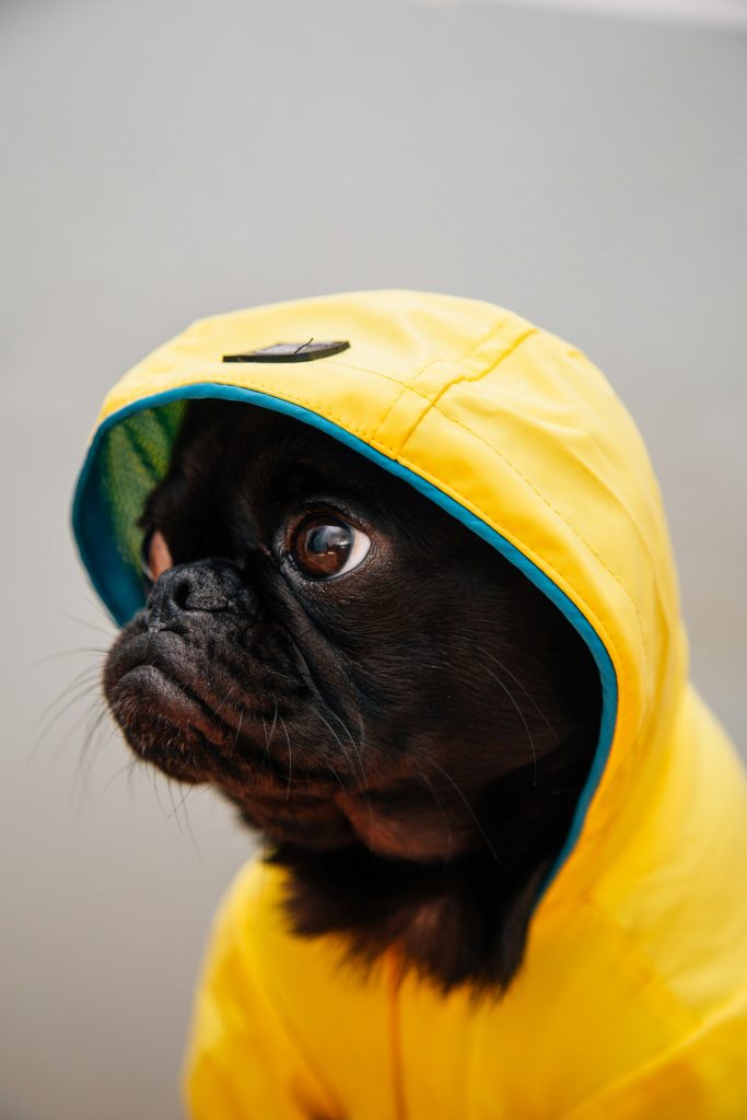 Cold Weather and Your Dog’s Comfort
