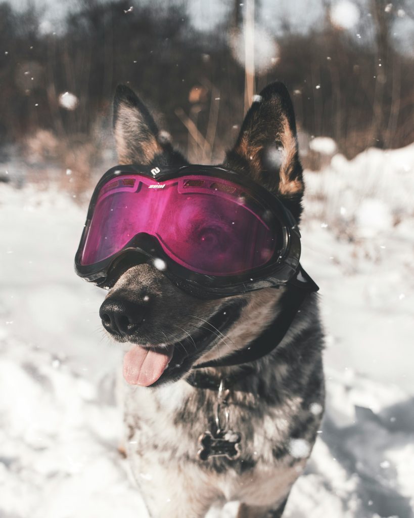 Cold Weather and Your Dog’s Comfort