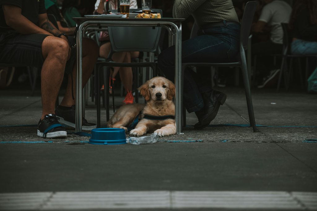 How Other Dogs Can Trigger Nervousness