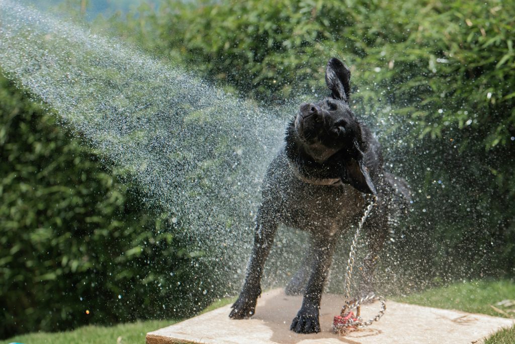 How to Keep Your Dog Hydrated in Summer