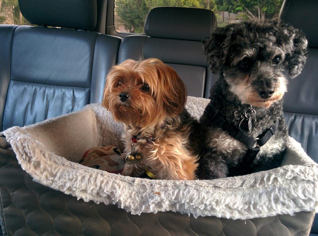 Dog Travel Essentials to Pack Before You Go
