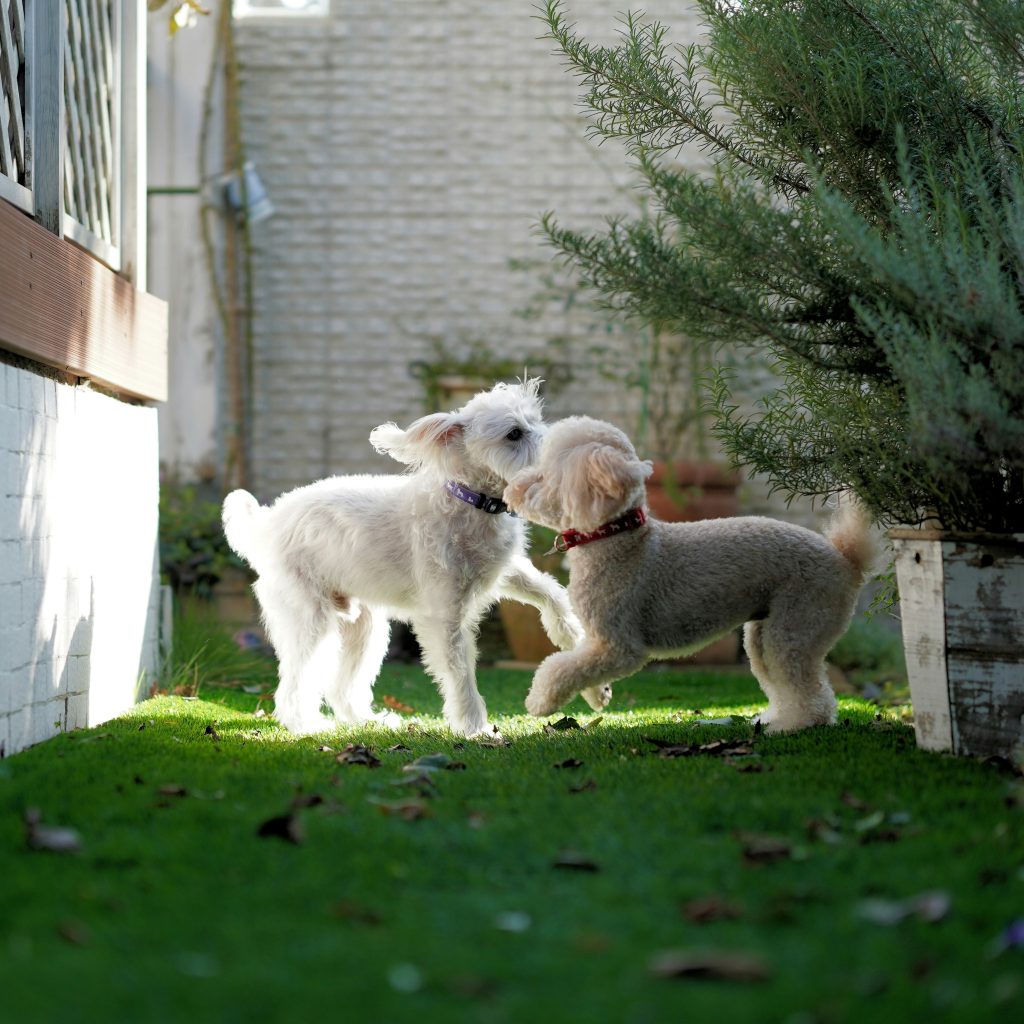 Helping Shy Puppies Gain Confidence