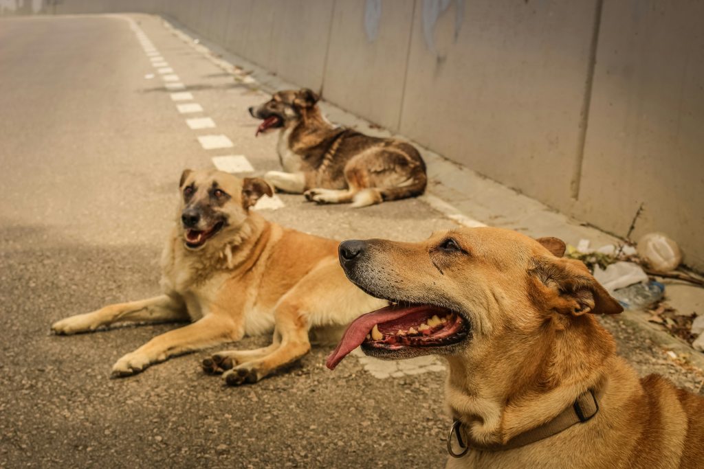Dogs Most at Risk for Heat Stroke