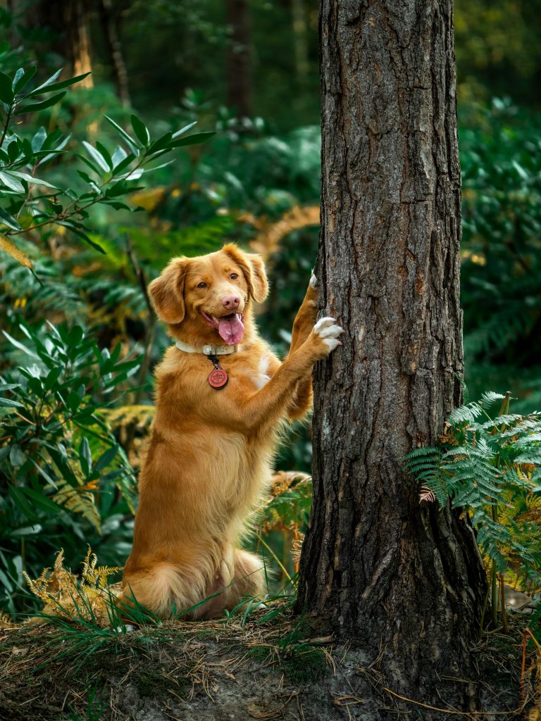 Supporting Eco-Friendly Dog Brands & Businesses