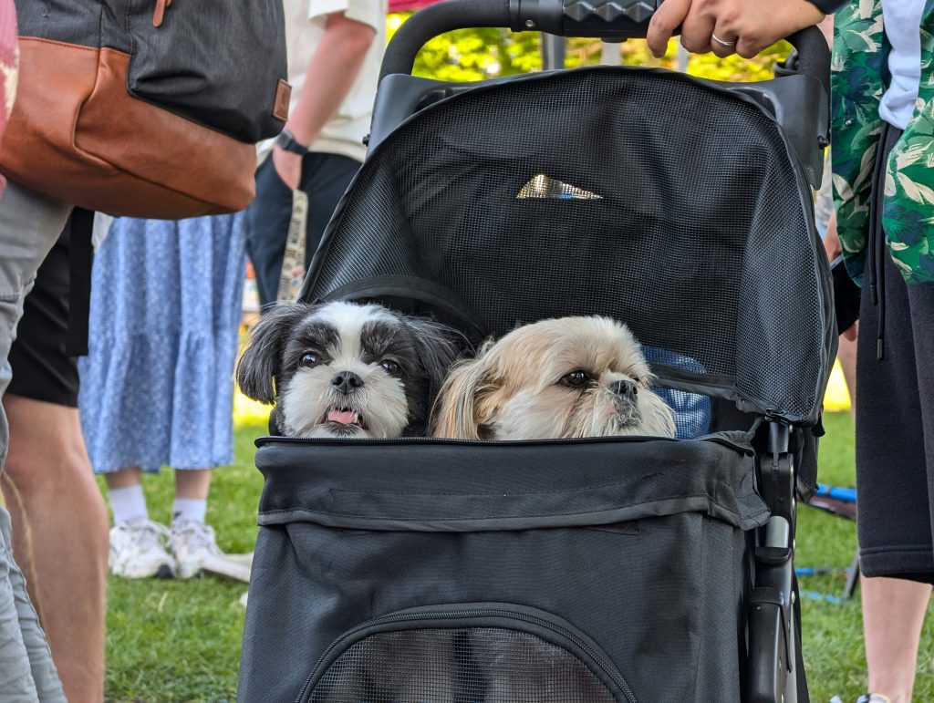 How to Volunteer With Dogs in NYC