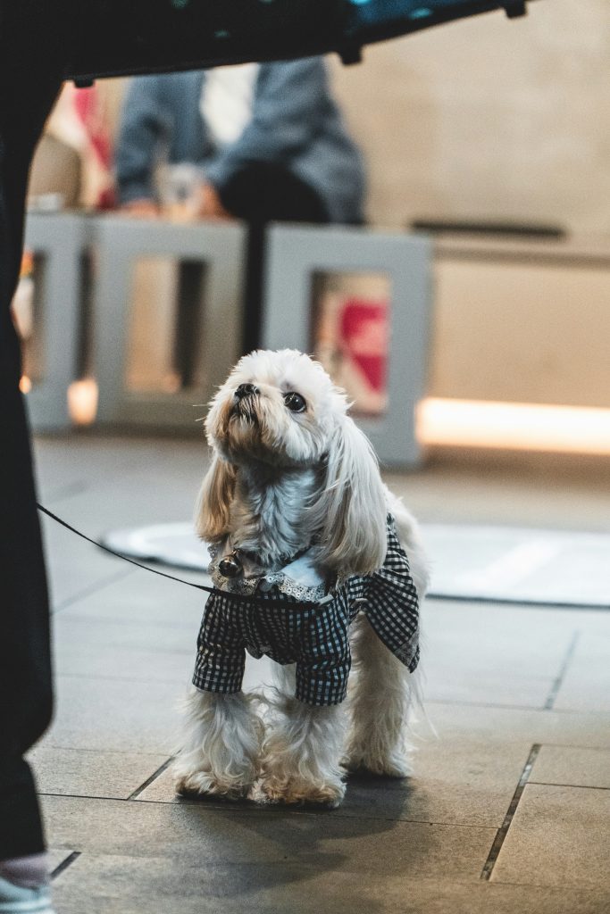 Dog Travel Essentials to Pack Before You Go