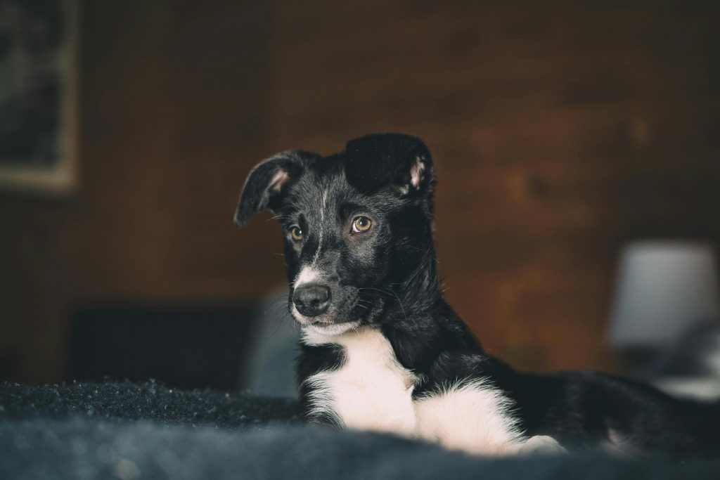 Supporting Eco-Friendly Dog Brands & Businesses