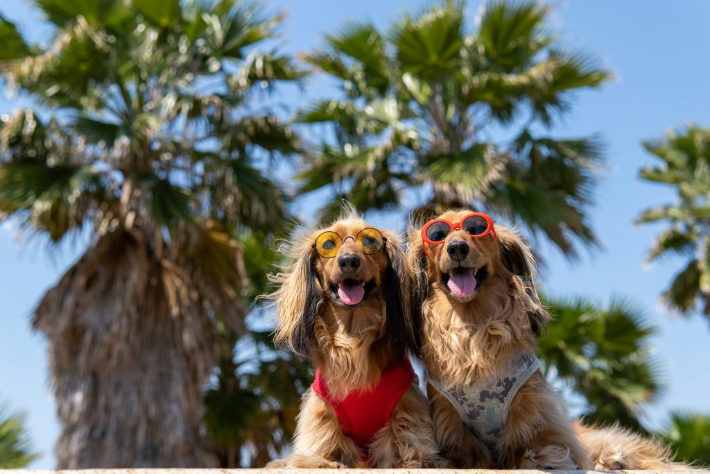 How to Keep Your Dog Hydrated in Summer