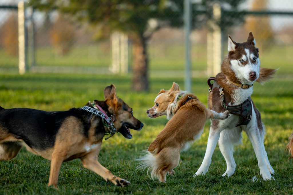 Puzzle Toys That Keep Dogs Engaged