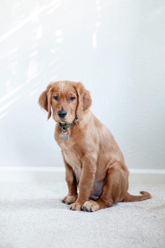 How to Support Your Dog’s Joint Health