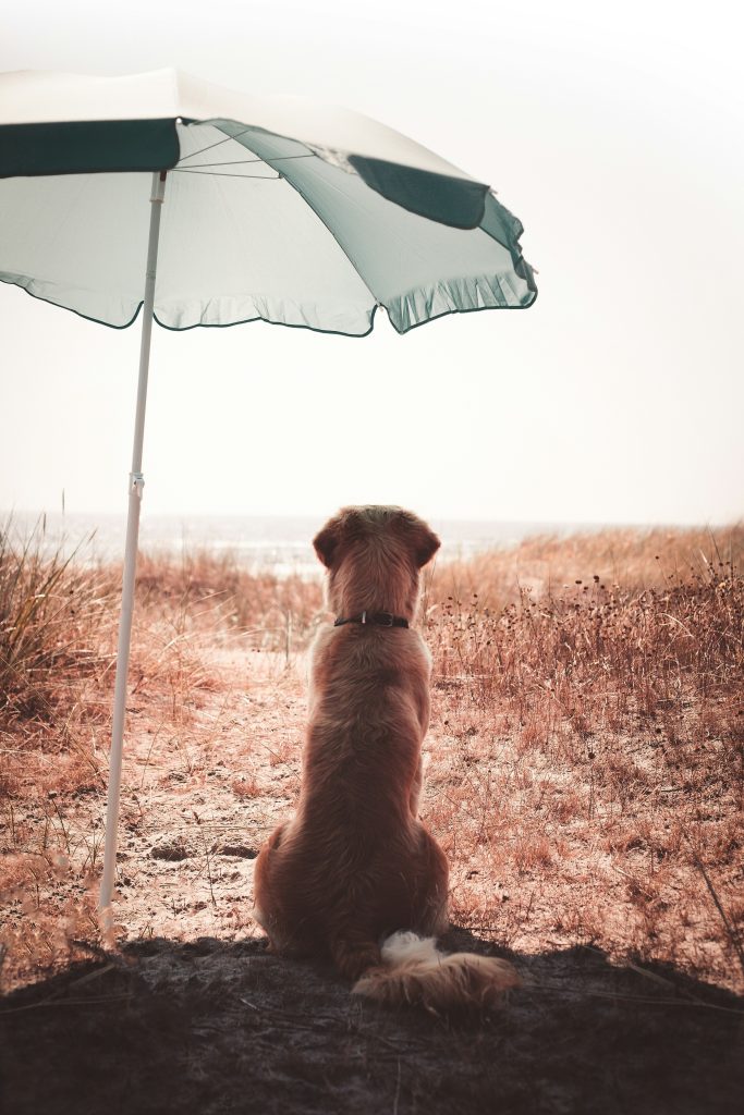 How to Keep Your Dog Hydrated in Summer