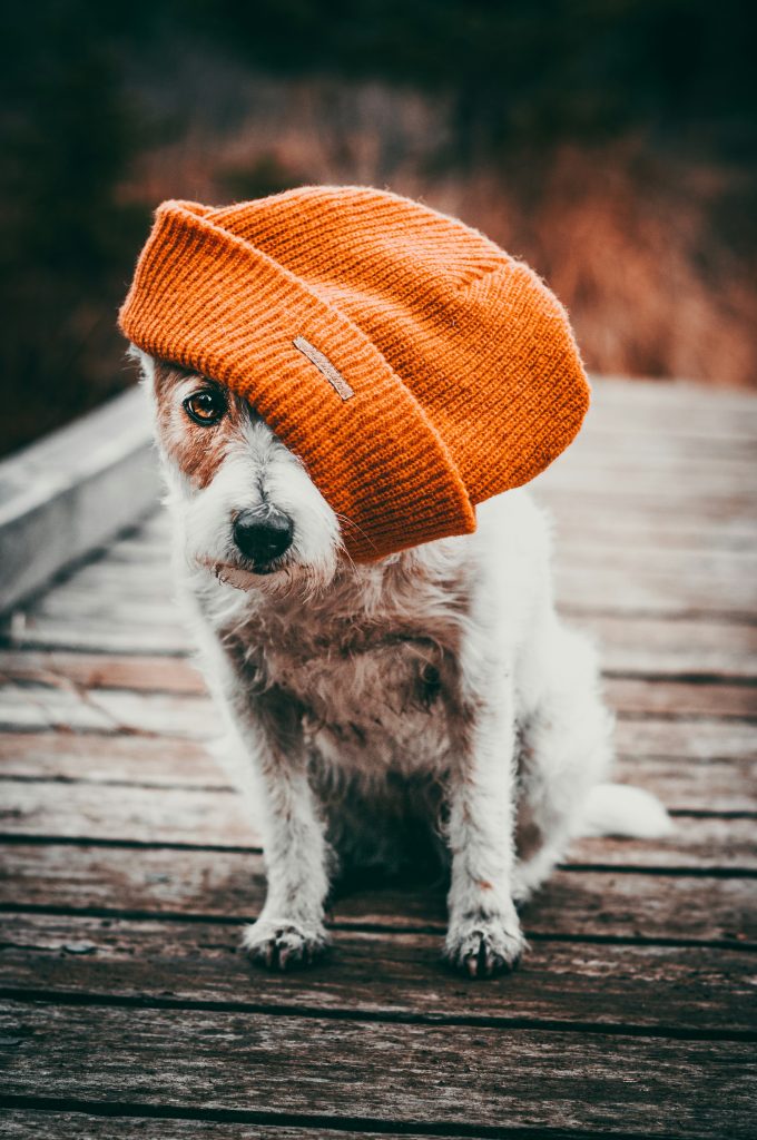 Cold Weather and Your Dog’s Comfort