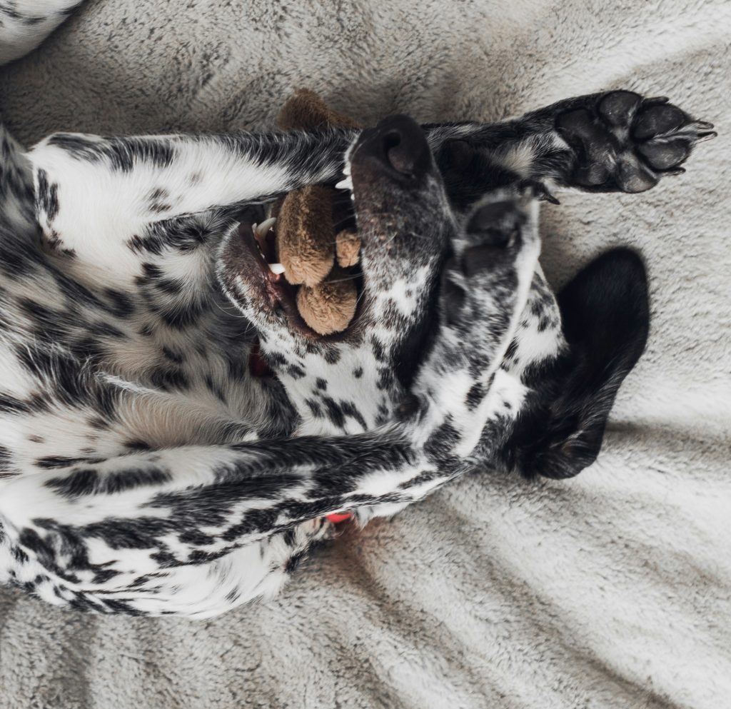 Recognizing Signs of Poor Gut Health in Dogs