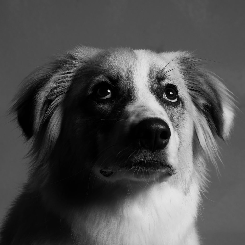 How Other Dogs Can Trigger Nervousness