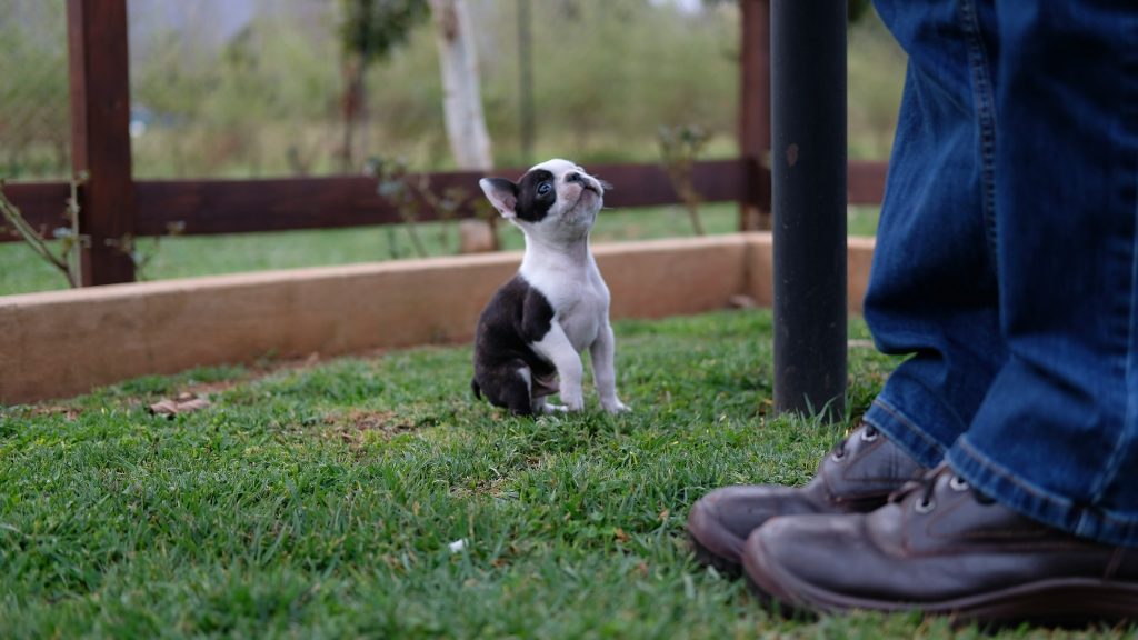 Potty Training Sets the Stage for Obedience