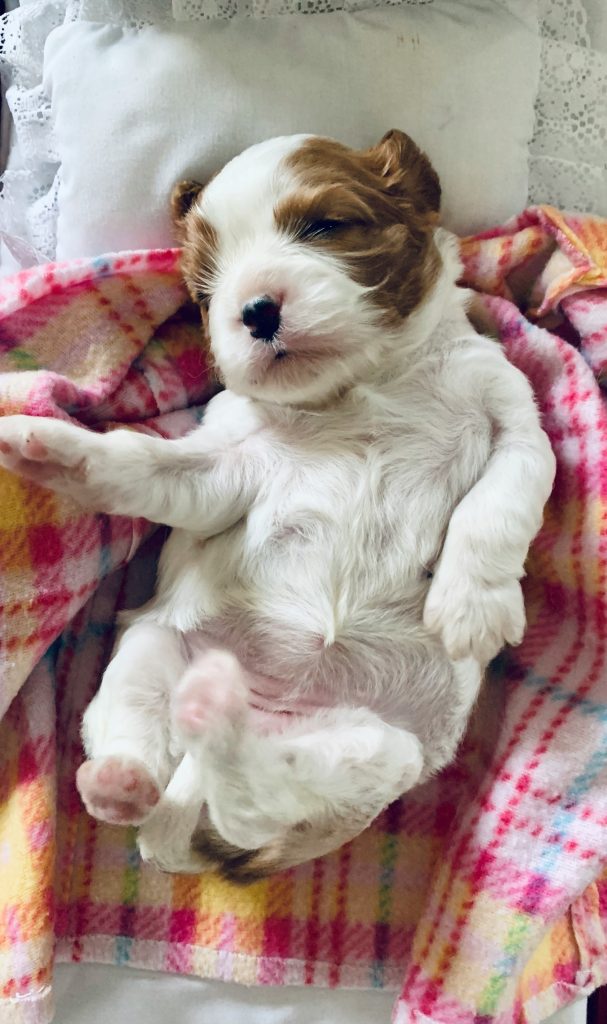 Recognizing Signs of Poor Gut Health in Dogs