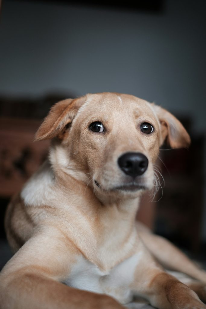 How Other Dogs Can Trigger Nervousness